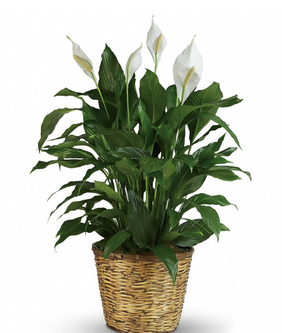 Peace Lily in a Basket